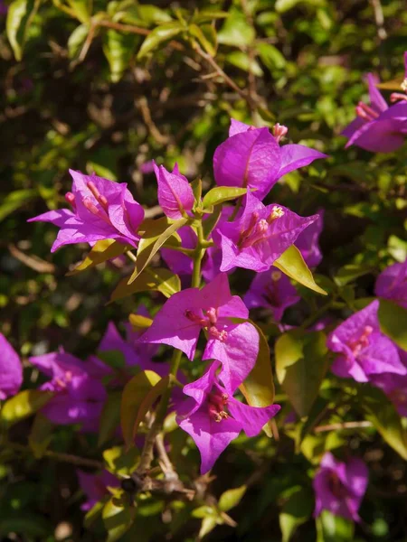 Jolies Fleurs Violettes Bougainvilliers Glabra Chciay Plante Grimpante — Photo