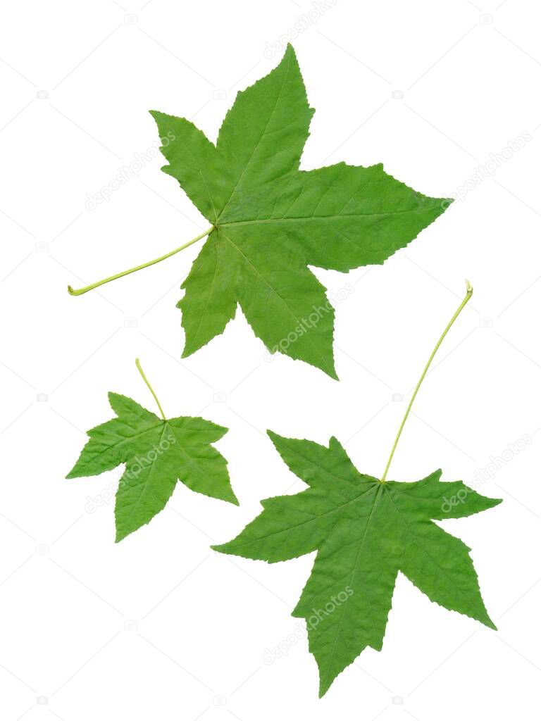 green leaves of Liquidambar Styraciflua isolated close up