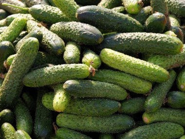 yeşil, lezzetli salatalar için taze salatalık.