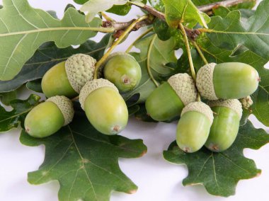 Meşe ağacı tohumu gibi yaklaş