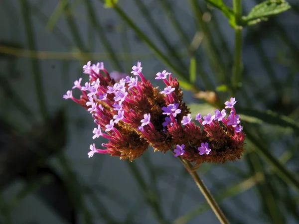 Pequeñas Flores Lila Planta Verbena Bonaviensis Jardín —  Fotos de Stock