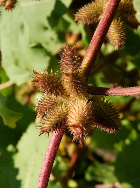 Frukter Xanthium Albinum Växt Hösten — Stockfoto