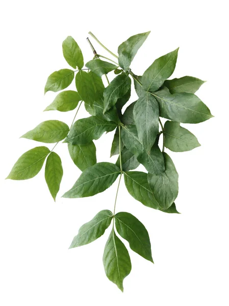 Πράσινα Φύλλα Θάμνου Bladernut Stanphyllea Pinnata Close — Φωτογραφία Αρχείου