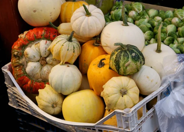 Multicolor Various Pumpkins Wholesome Vegetable — Stock Photo, Image