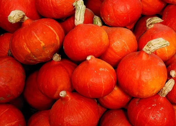Multicolor Various Pumpkins Wholesome Vegetable — Stock Photo, Image