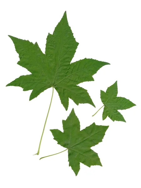 Grønne Blader Liquidambar Styraciflua Isolert Nært Hold – stockfoto