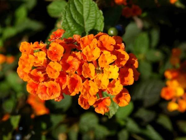 Fiori Gialli Arancioni Rossi Della Pianta Lantana Camara Giardino — Foto Stock