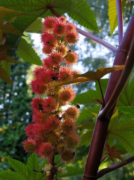 Flores Rojas Planta Castor Ricinus Communis Cerca — Foto de Stock