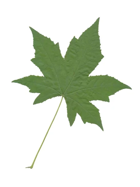 夏に緑色の葉を持つリワムバーStyraciflua木 — ストック写真