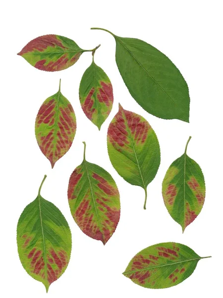 Green Red Leaves Viburnum Lentago Isolated — Stock Photo, Image