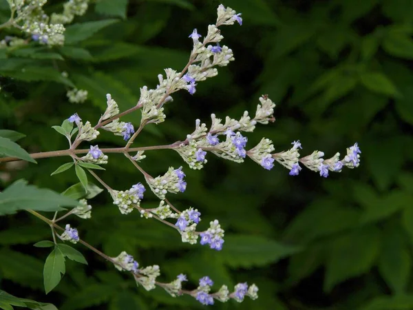 Pequenas Flores Azuis Vitex Negundo Arbusto Perto — Fotografia de Stock