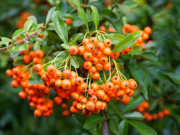 ピラカンサ コカネのオレンジの果実観賞用ブッシュ — ストック写真