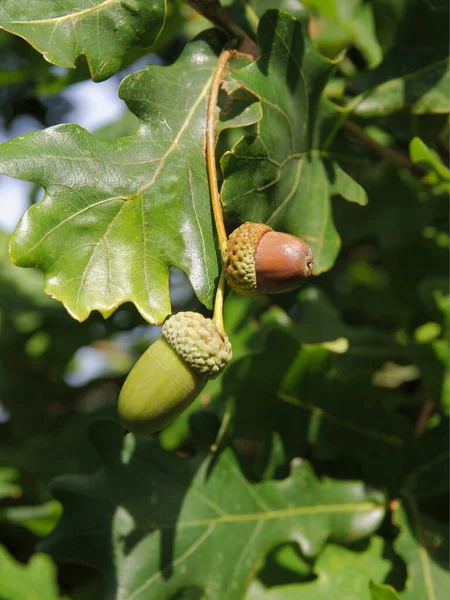 Chêne Aux Graines Glands Gros Plan — Photo