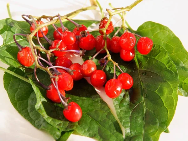 Rode Giftige Bessen Van Nachtschade Solanum Dulcamara Plant Van Dichtbij — Stockfoto