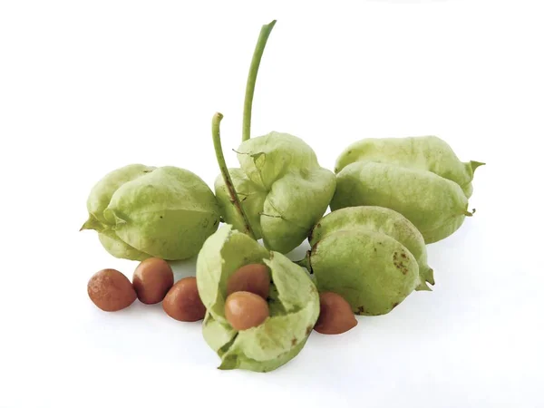 茶色の種子と緑色の果実袋のブレードナッツ スタンフィリア ピナータ — ストック写真
