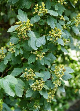 Meyveli Physocarpus opulifolius çalısı