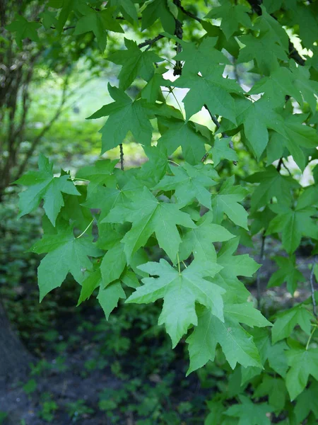 Liquidambar Styraciflua Árvore Com Folhas Verdes Verão — Fotografia de Stock