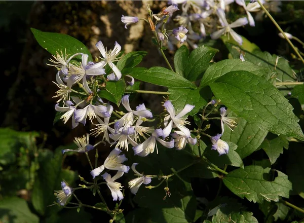 Petites Fleurs Lila Plante Clematis Heracleifolia — Photo