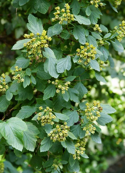 塊状の果実を持つPhyocalpus Opulifoliusブッシュ — ストック写真