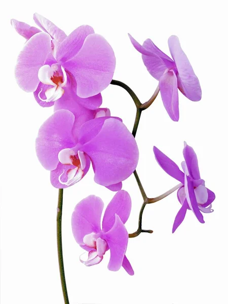 Ziemlich Lila Orchidee Phalaenopsis Isoliert Nahaufnahme — Stockfoto