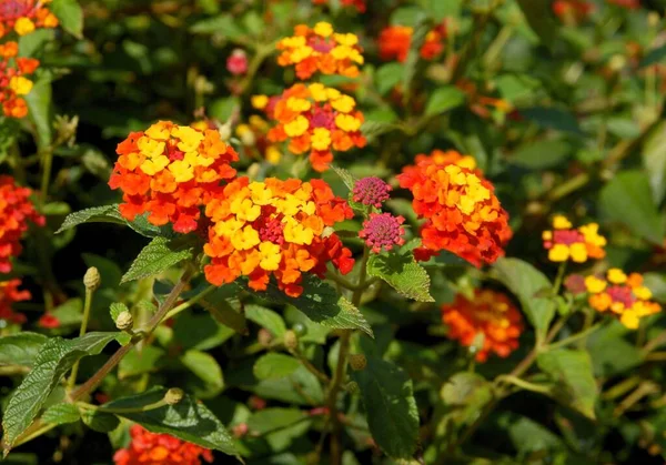 Fiori Arancioni Gialli Della Pianta Lantana Camara Vicino — Foto Stock