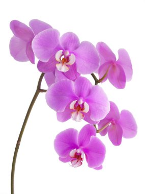 Güzel mor orkide. Phalaenopsis yakından izole edilmiş.