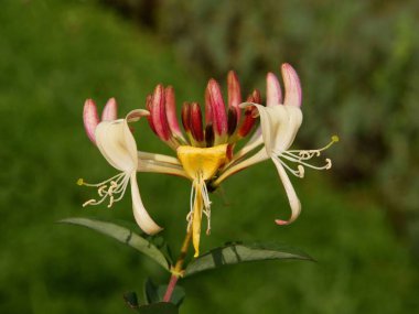 Lonifera periklimentum serotina 'nın çok renkli güzel çiçekleri.