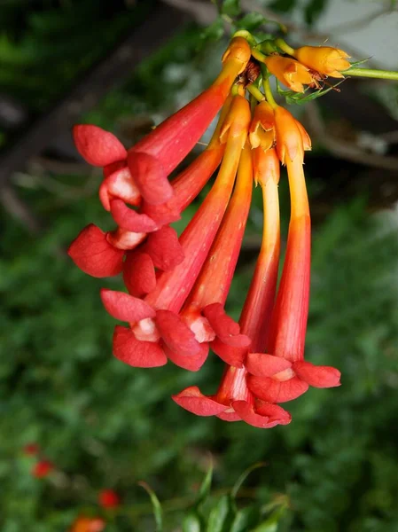 Fleurs Orange Milin Gabor Plante Grimpante — Photo