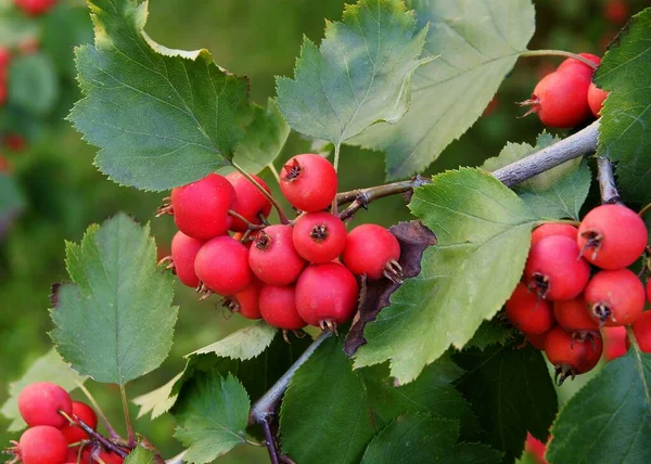 Bagas Vermelhas Sorbus Intermedia Arbusto Perto — Fotografia de Stock