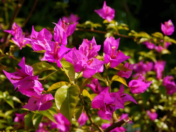 Jolies Fleurs Violettes Bougainvilliers Glabra Chciay Plante Grimpante — Photo