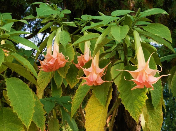 Piękne Kwiaty Horn Apple Datura Arboca Roślin Ogrodzie — Zdjęcie stockowe