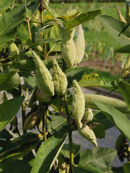 Běžný Mléčný Plevel Rostlina Asclepias Syriaca Ovocem Semeny — Stock fotografie