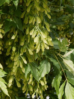 Kanatlı çekirdekli acer negundo ağacı dalları