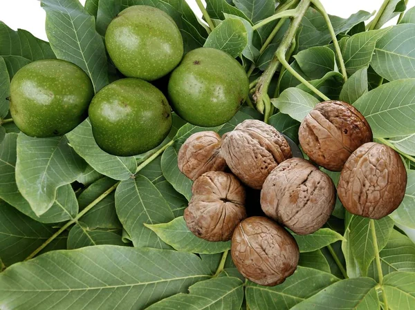 Nueces Frutos Sobre Hojas Verdes Cerca — Foto de Stock