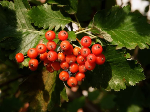 Rote Beeren Des Sorbus Intermedia Busch Aus Nächster Nähe — Stockfoto