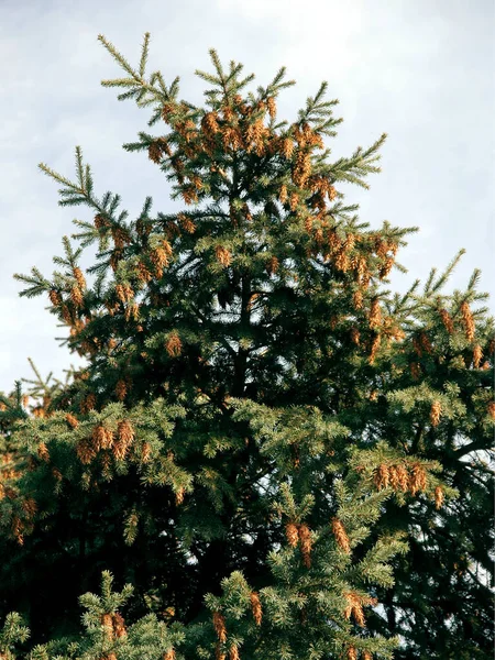 Pseudotsuga Carriere Nadelbaum Mit Braunen Zapfen — Stockfoto