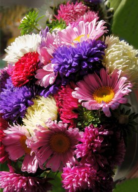 Bahçeden gelen çok renkli güzel asterler.