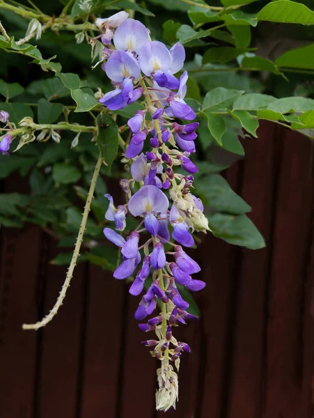 Lila Flores Planta Escalada Wisteria Perto — Fotografia de Stock