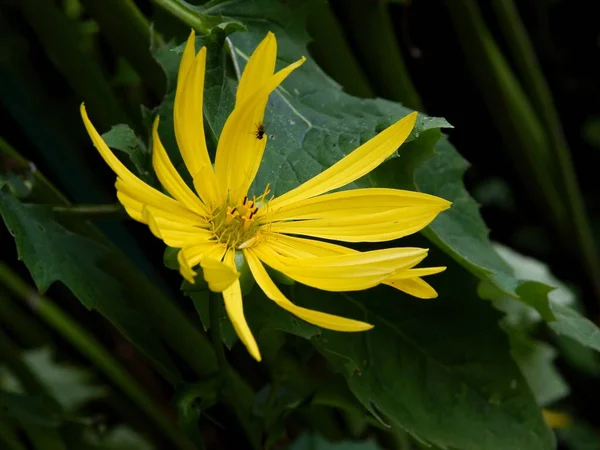 Gele Bloem Van Silphium Perfoliatum Plant Een Tuin — Stockfoto