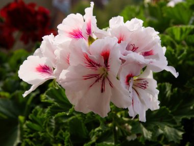 sardunya saksı bitkisinin pembe ve kırmızı çiçekleri