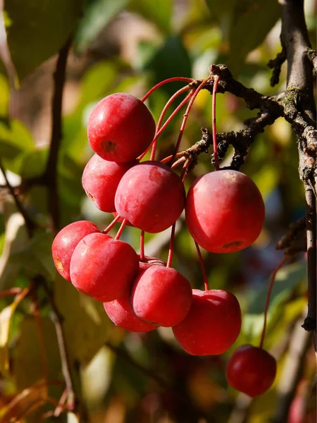 Czerwone Owoce Malus Purpurea Jabłoń Kraba Jesienią — Zdjęcie stockowe