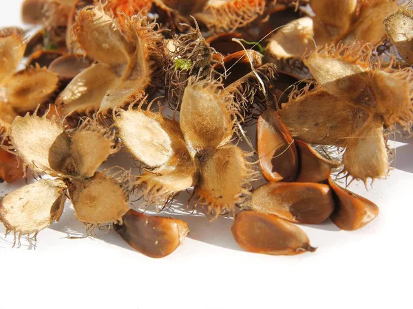 Dry Ripe Seeds Beechmasts Beech Tree Autumn — Stock Photo, Image