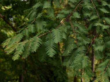 Metasequoia glyptostroboides ağacının dalları