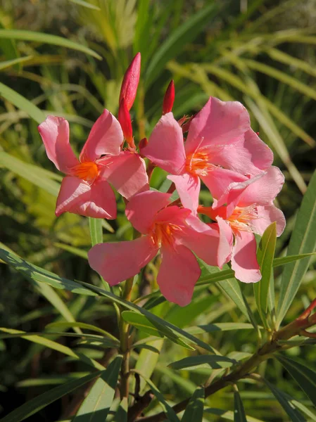 Różowe Kwiaty Krzewu Oleander Zbliżenie — Zdjęcie stockowe