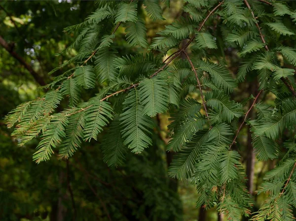 Ramas Del Árbol Los Glyptostroboides Metasequoia Cerca —  Fotos de Stock