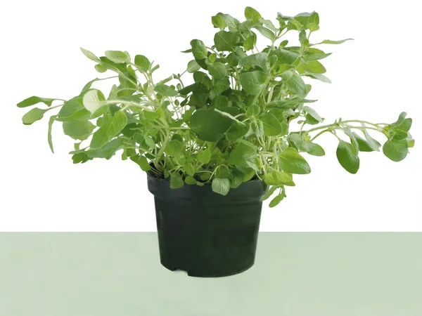 Origanum Vulgare Planta Como Erva Vaso — Fotografia de Stock