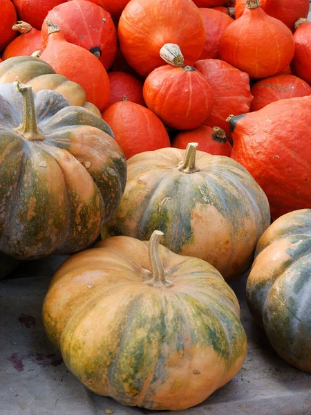 Citrouilles Multicolores Diverses Comme Légumes Sains Savoureux — Photo