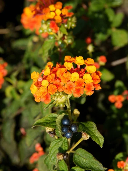 Orange Och Gula Blommor Lantana Camara Anläggningen Närbild — Stockfoto