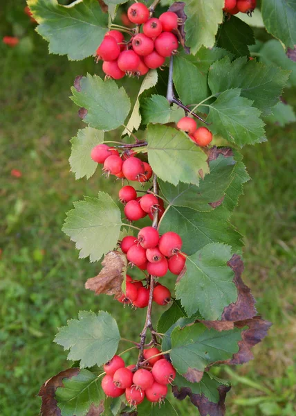 Frutos Rojos Del Árbol Sorbus Mougeotii Verano —  Fotos de Stock
