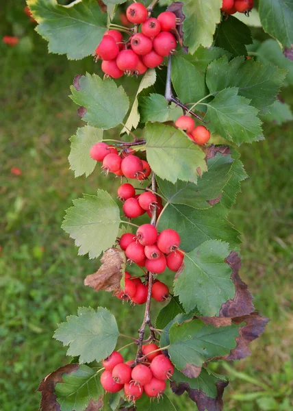 Červené Plody Stromu Sorbus Mougeotii Létě — Stock fotografie